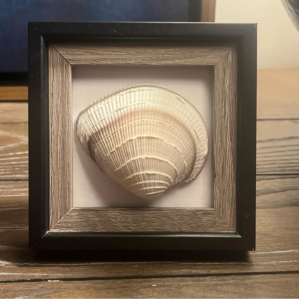 Cute Little Framed Shell Art Custom Made by Lucky Mischa for Wall or Table Top